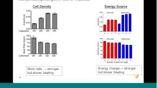 Cardiac Toxicity Assessment Using Stem Cell Derived Cardiomyocytes [upl. by Azyl]