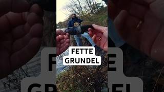 NED RIG am Kanal  leider nicht der Zielfisch ☹️ angeln fishing grundel nedrig [upl. by Letnahs]