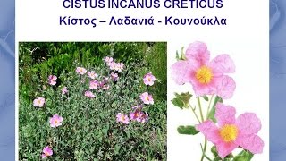 CISTUS ΕΝΑΣ ΑΠΟΤΟΞΙΝΩΤΙΚΟΣ ΘΥΣΑΥΡΟΣ [upl. by Yelnikcm]