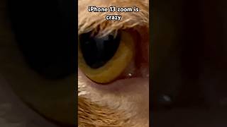 iPhone 13 zoom is out of this world 0 morgan kitten trend zoom cat funny shorts [upl. by Rockie]