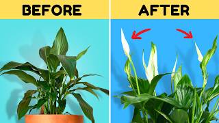 Do THIS to Get Your Peace Lily to Flower Again [upl. by Ferrel]