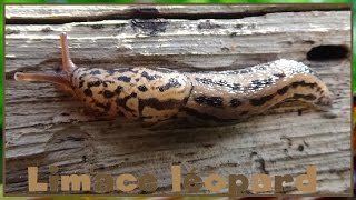 Limax maximus  Linnaeus 1758  Limacidae  Limace léopard limace tigrée  042017 [upl. by Annatnom]