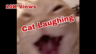 Cat Laughing Meme template memes [upl. by Namien]