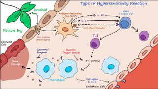 How Do Immune Cells Recognize Germs in Your Body shorts [upl. by Allbee571]