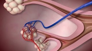 Normal Lung Anatomy and Function [upl. by Haskel]