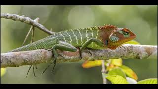 😍🦎Green Garden Lizard Natures Vibrant Garden Guardian [upl. by Annoled607]