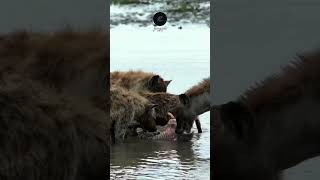 Hyenas Feast on Hippo Carcass in Serengeti  Wild Africa Moment 🦛🐾 safarisightings wildlife [upl. by Naujud]