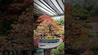 Trident Maple in the garden of thebonsaipage ig bonsai bonsaitree maple bonsaigarden tree [upl. by Lundgren]