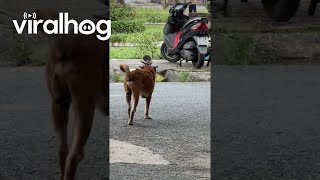 Protective Bird Pesters Passing Dog  ViralHog [upl. by Venator]