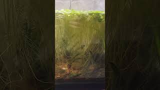 CRAZY ROOTS on our Frogbit aquariumofthebay fishcare fish fishkeeping plants aquarium [upl. by Nelac]