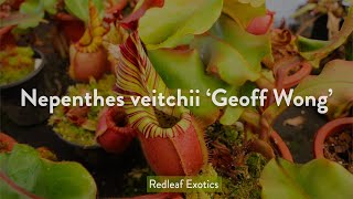 Nepenthes veitchii Geoff Wong One of the GREATEST veitchii [upl. by Nolyag]