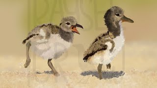 the moon will sing  baby oystercatchers speedpaint [upl. by Leirol673]