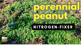 Cover Crop PERENNIAL PEANUT quotNitrogen Fixerquot  How To [upl. by Esyak]