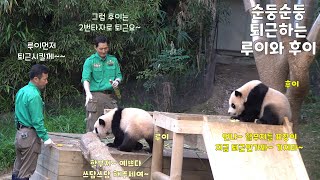 에버랜드 판다 루이바오와 후이바오의 순둥순둥 퇴근시간  강바오님 송바오님이 아낌없이 주시는 죽순 냠냠하다가 평화롭게 퇴근 하는 쌍둥바오  누워서 노는 루이 숨바꼭질 후이 [upl. by Ailatan]