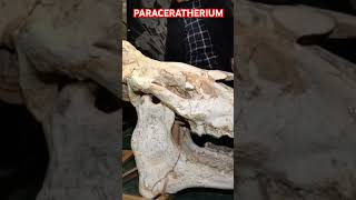 Paraceratherium [upl. by Marilyn]