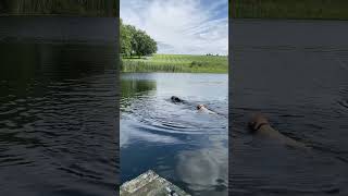 Serenity swimmingdogs labrador dogsofyoutube dog neighborsue fetch doglover doglife dogpond [upl. by Cher]