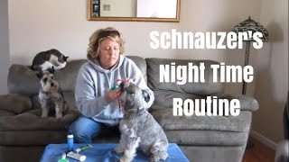 Schnauzer Night Time Routine  Schnauzer Dental Care  Schnauzer [upl. by Animar]