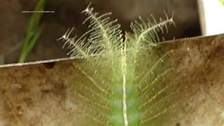 Green hairy caterpillar  Common baron caterpillar  Euthalia Aconthea [upl. by Cutter]