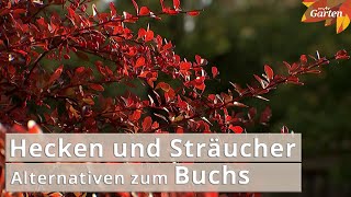 Alternativen für Buchsbäume  MDR Garten [upl. by Htebasil879]