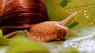 Biologie Weinberg Schnecke Makrovideo 2014 [upl. by Drawdesemaj]