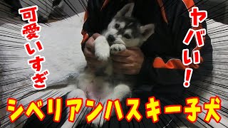 【ハスキー】シベリアンハスキーの子犬が可愛すぎる 3【チビはっちゃん】 [upl. by Lerual]