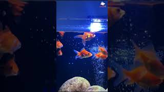 How to Set Up the Perfect Goldfish Tank in 10 Minutes  Watch Now [upl. by Assillam712]