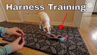 Training Dog to Wear a Harness  Puppy Harness Training  How to Get a Dog to Wear a Harness [upl. by Nekcarb]