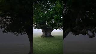 New forest national park UK forest nature oaktree tree woodland uk naturephotography [upl. by Virgin]