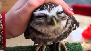 Cutest owl ever northern saw whet owl [upl. by Daniela]