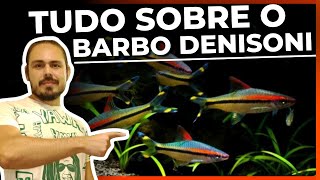 🔴UM DOS BARBOS MAIS LINDOS DO AQUARISMO BARBO DENISONI TUDO SOBRE Mr Betta [upl. by Leunamesoj]