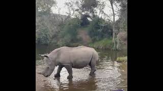 Rhino crossing a river [upl. by Dredi]