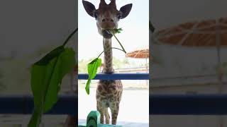 Feeding leaves to baby giraffes [upl. by Crysta]