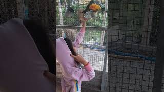 ANG CUTE NG PARROT SA THAILAND [upl. by Aihsela892]