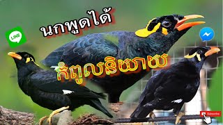 សារិកាចេះនិយាយ นกพูดได้ Amazing Talking Indian HillMynahBird bird sound [upl. by Cheston858]