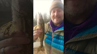 Nice walleye fun to catch reeling em in [upl. by Grunenwald81]