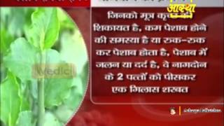 Ayurvedic Treatment of quotUrine amp Kidneyquot Problem  Acharya balkrishna [upl. by Aerdnahs]