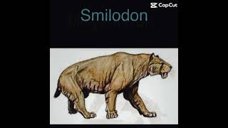 Felines now vs then smilodon animals animaux [upl. by Nnylimaj]