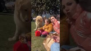 They not eating they swallowing 😭funny dog memes cat cute pets animals reels [upl. by Esoryram]