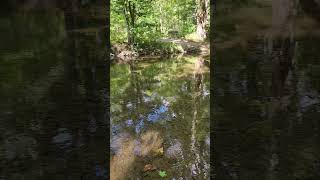 Wolcott Mills Metropark  Michigan fishing michigan outdoors wildlife [upl. by Esbenshade]