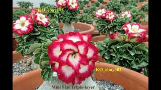 Adenium Arabicum seeds in Taiwan Index [upl. by Anihs200]