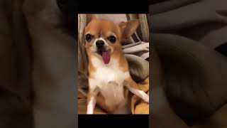 LOL Dogs Are So Cute Funny Latest Funny Dog Shorts Videos 🐶😁😂 shorts funny cute tiktok dog [upl. by Alicia606]