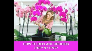 ORCHID CARE 🍃REPOTTING ORCHIDS REPLANTING ORCHIDS 🌿 Shirley Bovshow [upl. by Santos]