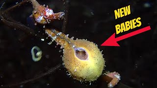 How Seahorse Give Birth  Watch Amazing SeaHorse Compilation [upl. by Esined]