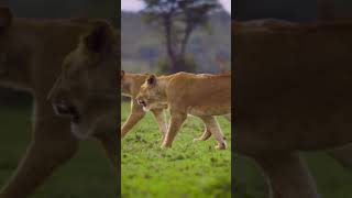 Jungle king foryou animalsgoviral shortsviral ComedyCollect [upl. by Saiff]