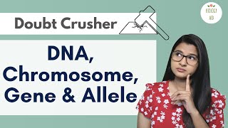 Difference between DNA Chromosome Gene amp Allele HINDI [upl. by Judenberg]