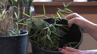 Gardening Lessons  About Bamboo Plants [upl. by Eillen273]