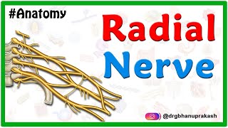 Radial nerve Anatomy USMLE Origin Course innervation Saturday night palsy Wartenberg’s syndrome [upl. by Lak]