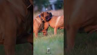 Boerboels Walk With Total SWAG shorts boerboels dogpack [upl. by Anis]