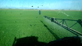 Rice spraying [upl. by Burrill]