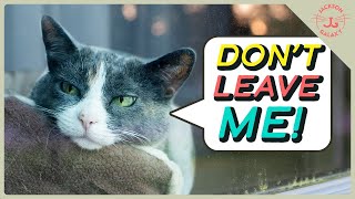 Does Your Cat Have Separation Anxiety You Might Be Making it Worse [upl. by Groh204]